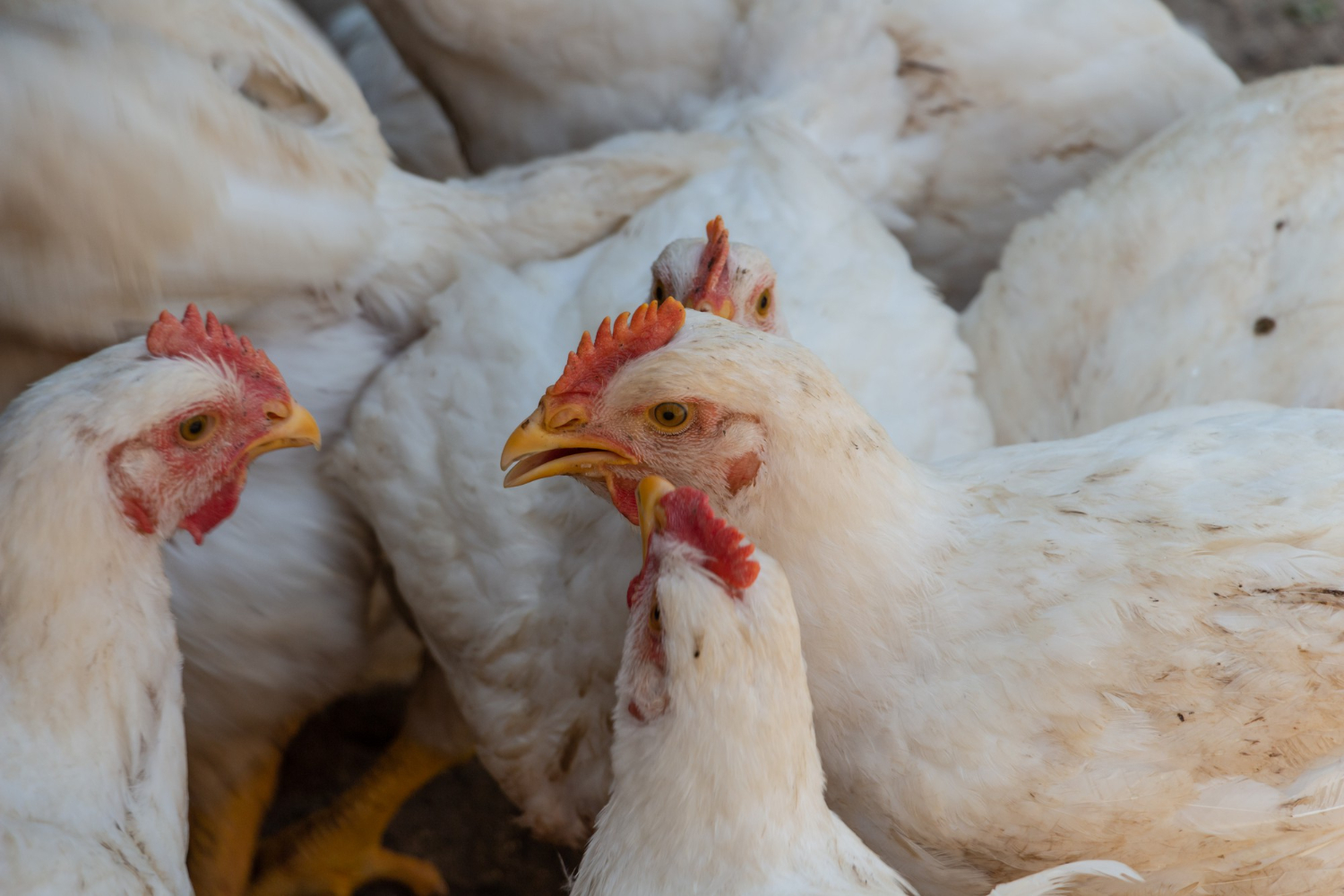 white-broiler-chickens-farm-yard-chickens-communicate