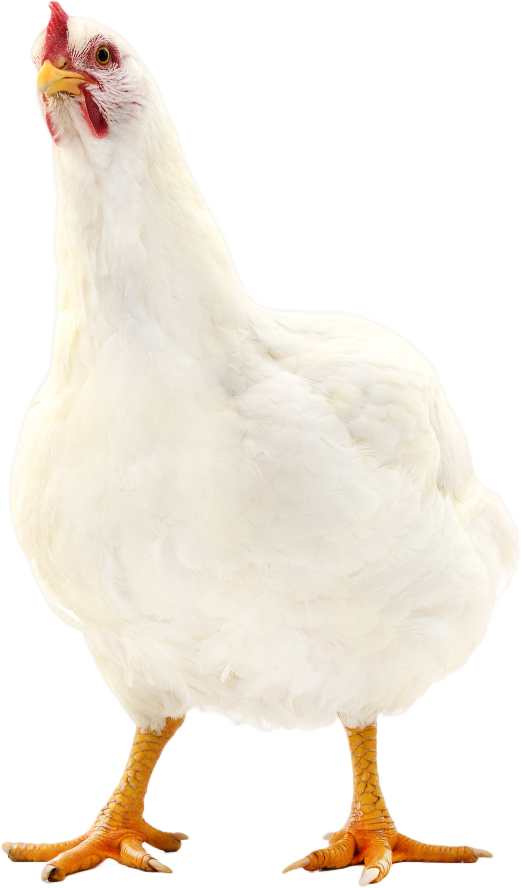 white-hen-isolated-white.png